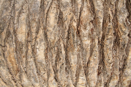 tree texture backgroundの写真素材