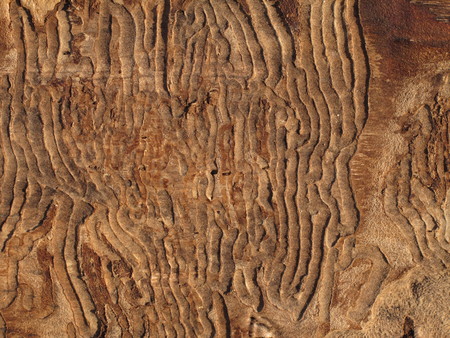 tree texture background pattern natural material, woodの写真素材