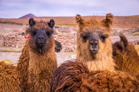 Two brown lamas looking directly in the camera. Alpacas are popular animals in South America for their wool and their meat.の写真素材