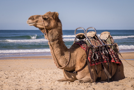 Camel resting on beach in Australiaの写真素材