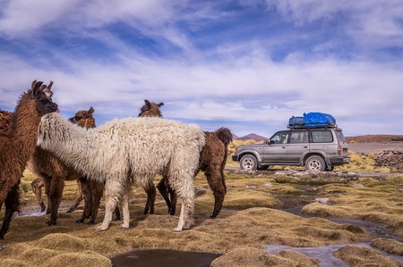 Flock of alpacas in Altiplano next to a 4x4 vehicle. Lamas and alpacas are very popular in Bolivia and Peru for their wool and meatの写真素材