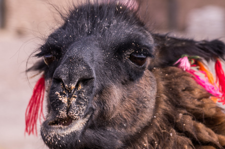 Funny portrait of chewing Alpaca with colorful decoration. Lamas and alpacas are very popular in Bolivia and Peru for their wool and meatの写真素材