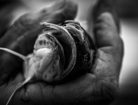 Flathead catfish in hand black and whiteの写真素材