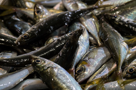 Fresh raw fish in fish market in Lagos, Portugalの写真素材