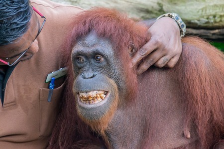 Singapore Zoo, Singapore on October 3, 2016: Caretaker playing with smiling male orangutanのeditorial素材