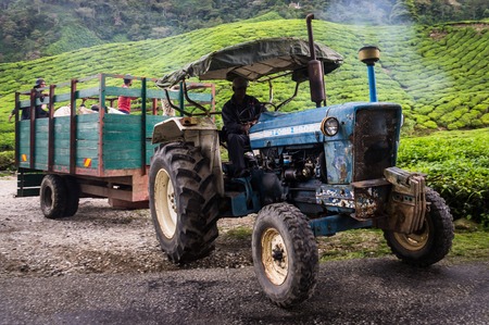 Cameron Highlands, Malaysia on October 19, 2016: Truck with tea and workers driving at BOH tea plantationのeditorial素材