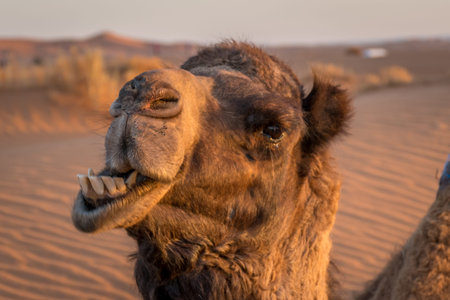 Funny Camel exposing teeth at the sahara desert, Merzouga, Morocco