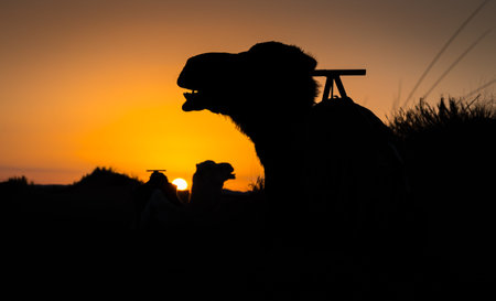 Camel silhouettes at sunrise in Sahara desert, Merzouga, Morocco