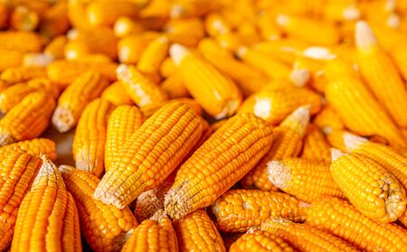Raw sweet yellow corn cob at a local marketの写真素材