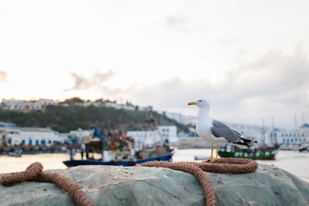 A seagull sitting on a dew in front of the port of M'Diq in Morocco.の写真素材