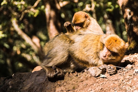 Two brarbary macaque monkeys delousing, Ifrane, Moroccoの写真素材