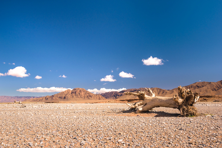 A stub or dead tree lying in a very dry stone desert in Morocco.の写真素材