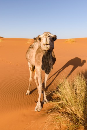 Camel looks at camera, Moroccoの写真素材