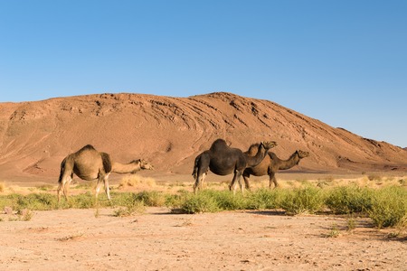 Three Arabian camel, Camelus dromedarius, Moroccoの写真素材