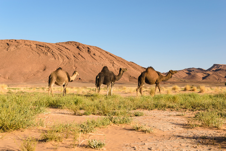 Three Arabian camel, Camelus dromedarius, Moroccoの写真素材