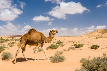 Dromedary camel walking in the desert, Wadi Draa, Tan- Tan, Moroの写真素材