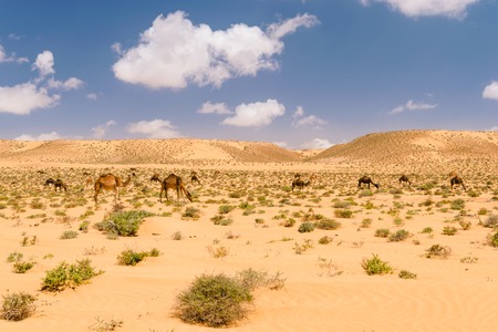 Herd of Arabian camels in the desert, Moroccoの写真素材
