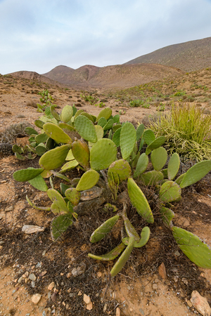 Fig cactus Opuntia ficus-indica, Sidi Ifni, Moroccoの写真素材