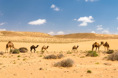 Herd of Arabian camels with foals in the desert, Moroccoの写真素材