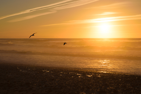 Sunset and birds at the beach, Moroccoの写真素材