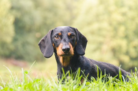 Portrait dachshund in natureの写真素材