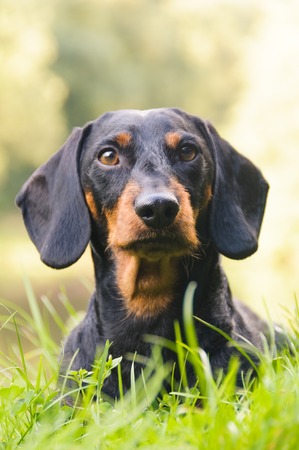 Portrait dachshund in natureの写真素材