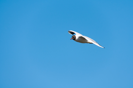 Seagull blue skyの写真素材