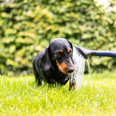 A purebred dachshund is showered with a watering can.の写真素材