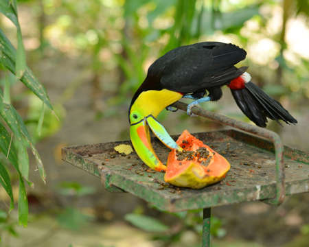 the tropic tucan is eating papayaの写真素材