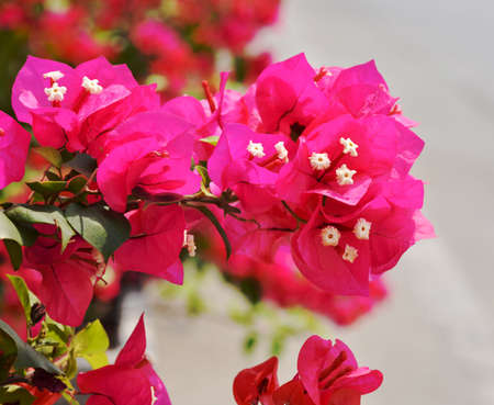 bougainvillea of Cartagena, Colombiaの写真素材