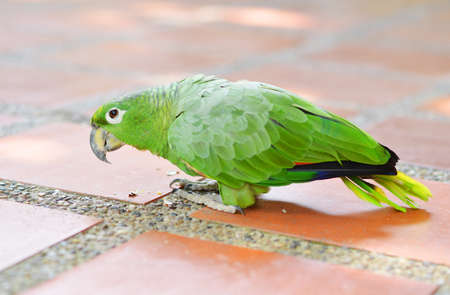 Amazon in the city ground cafeの写真素材