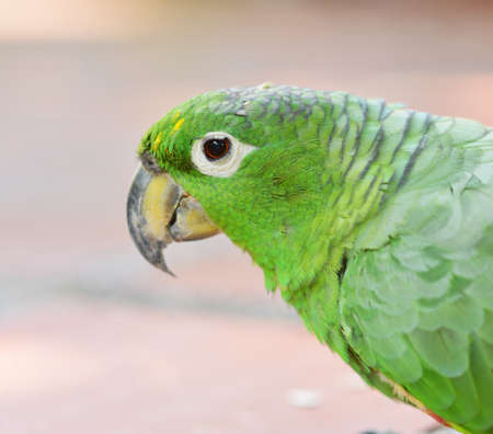 Head of green amazon parrotの写真素材