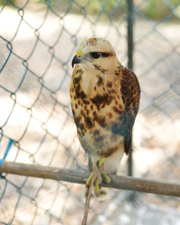 Kestrel (Falco sparverius) in a cageの写真素材