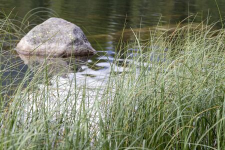 Big stone in mountain lake behind bunches of water grass. Strbske pleso, High Tatras, Slovakiaの写真素材