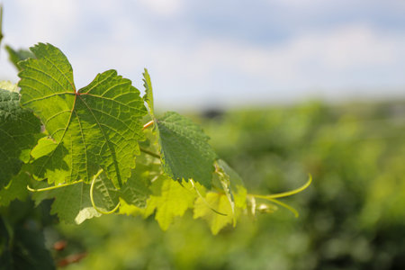 Beautiful grapes leaves in a vineyard. Vineyard background in summer.