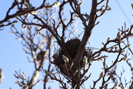 A nest for birds on a wisteria tree. In the background is a beautiful blue sky during a sunny day.の写真素材