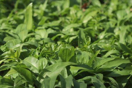 Wild garlic carpet in forest ready to harvest. Ramsons or bear's garlic growing in forest in spring. Allium ursinum.の写真素材
