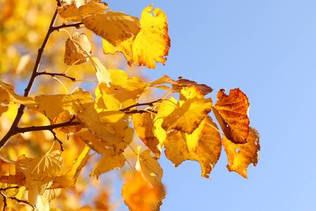View of beautiful yellow leaves on a tree in autumn. There is a blue sky in the background. Hanging in the branches of the yellow leaves in autumn.の写真素材