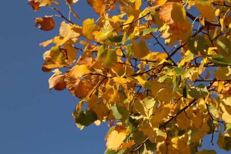 View of beautiful yellow leaves on a tree in autumn. There is a blue sky in the background. Hanging in the branches of the yellow leaves in autumn.の写真素材