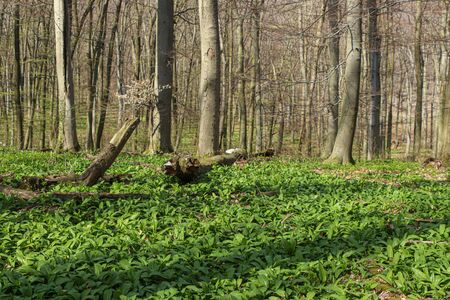Wild garlic carpet in forest ready to harvest. Ramsons or bear's garlic growing in forest in spring. Allium ursinum.の写真素材