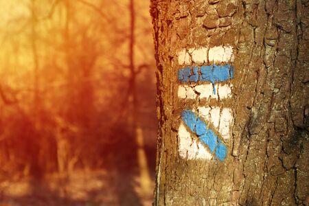 Photo of blues tourist sign or mark on tree bark in forest with sunlight.
の写真素材