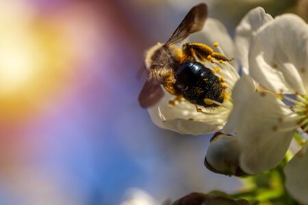 Close up of a bee pollinating a cherry blossom during a sunny spring day. Pollen on a bee's body.の写真素材