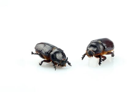 Close-up of a rhinoceros beetle separated on a white background. Female and male of the European rhinoceros beetle (Oryctes nasicornis)の写真素材