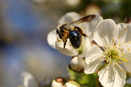 Close up of a bee pollinating a cherry blossom during a sunny spring day. Pollen on a bee's body.の写真素材