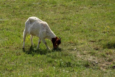 Goat - brown and white, grazing on spring meadow during sunny spring day. Brown head.の写真素材