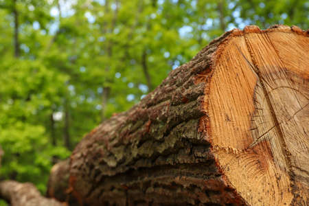 Close-up on a cut tree in the forest during a summer day. In the background green trees with leaves. Bark on a tree.の写真素材