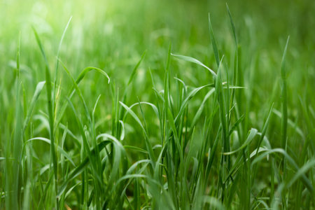 The first light of a spring morning to illuminate a field of grass full of life and green.