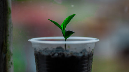 purple flower belonging to a bush from which it is hangingの写真素材