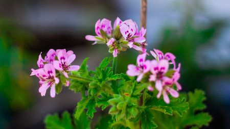 purple flower belonging to a bush from which it is hangingの写真素材