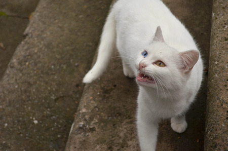 White cat with different eyesの写真素材